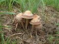 Panaeolus subbalteatus