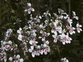 native Pelargonium in South Africa Namaqualand