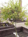 Thumbnail for version as of 00:24, 24 September 2008