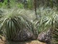 puya remozziflora