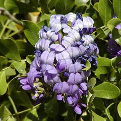 Calia secundiflora flowers and leaves