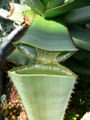 Thumbnail for version as of 15:23, 31 May 2007
