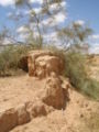 Tamarix aphylla