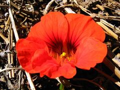 Tropaeolum majus