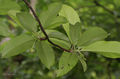 Leaf undersides