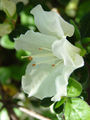 Thumbnail for version as of 17:02, 22 November 2008