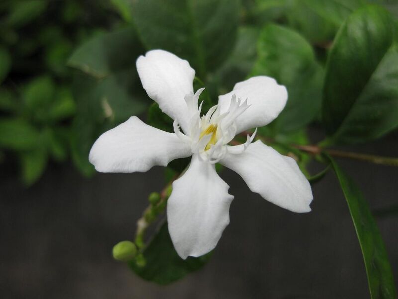 File:1024px-IMG 1196 bbg09.jpg