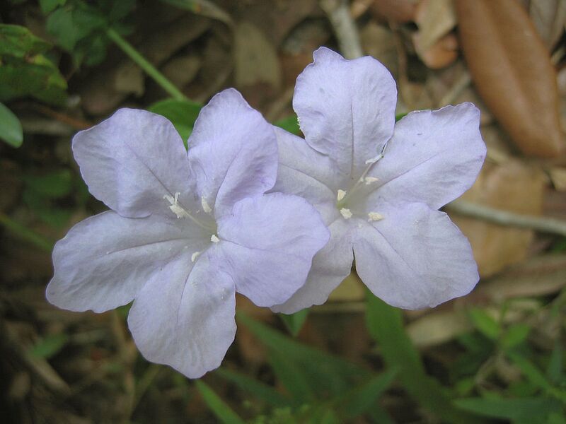 File:1024px-Wild Petunia Blue Flower 3.JPG