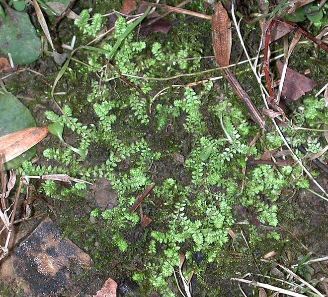 File:1128px-Selaginella apoda1.jpg