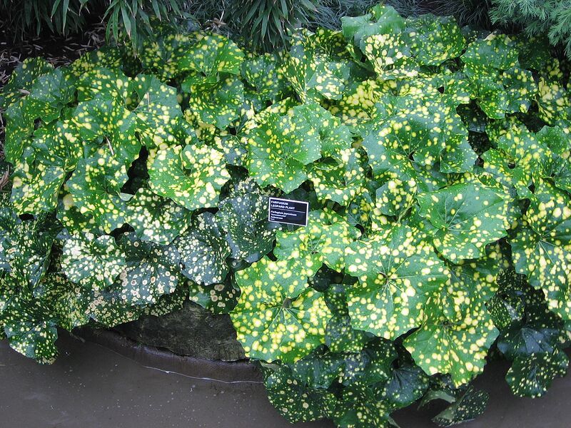 File:1280px-Farfugium japonicum - JBM.jpg