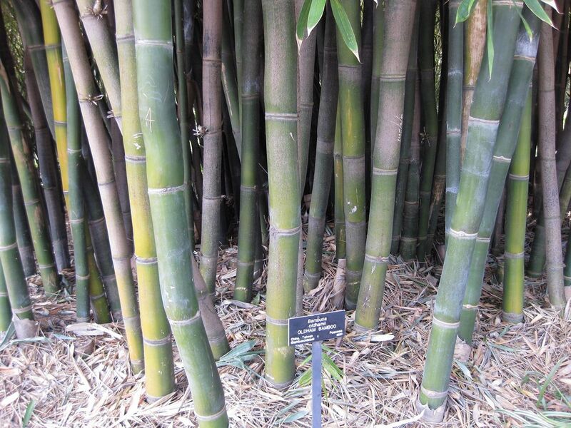 File:1280px-IMG 4216 hunt0904.jpg