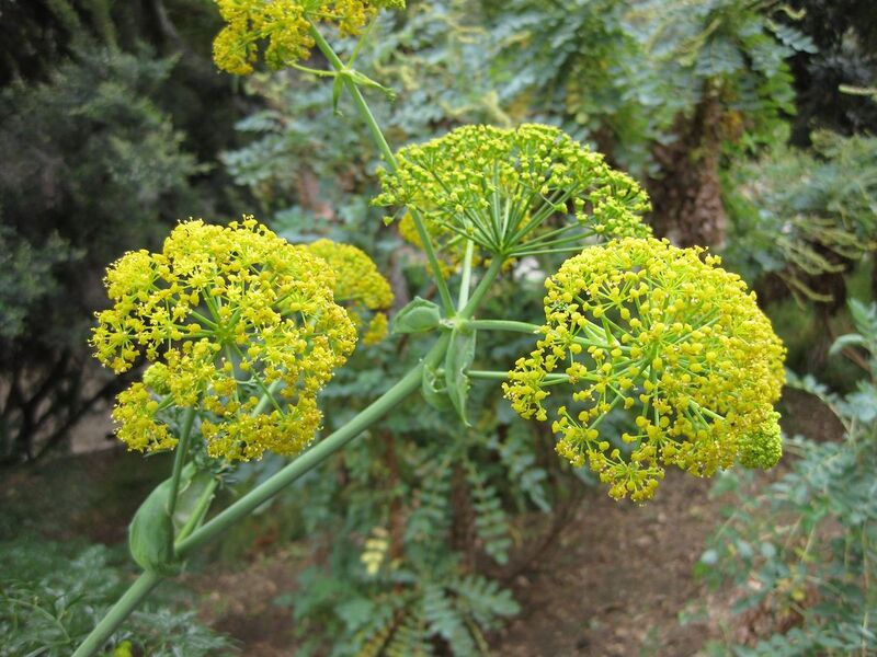 File:1280px-IMG 4943 hunt0904.jpg