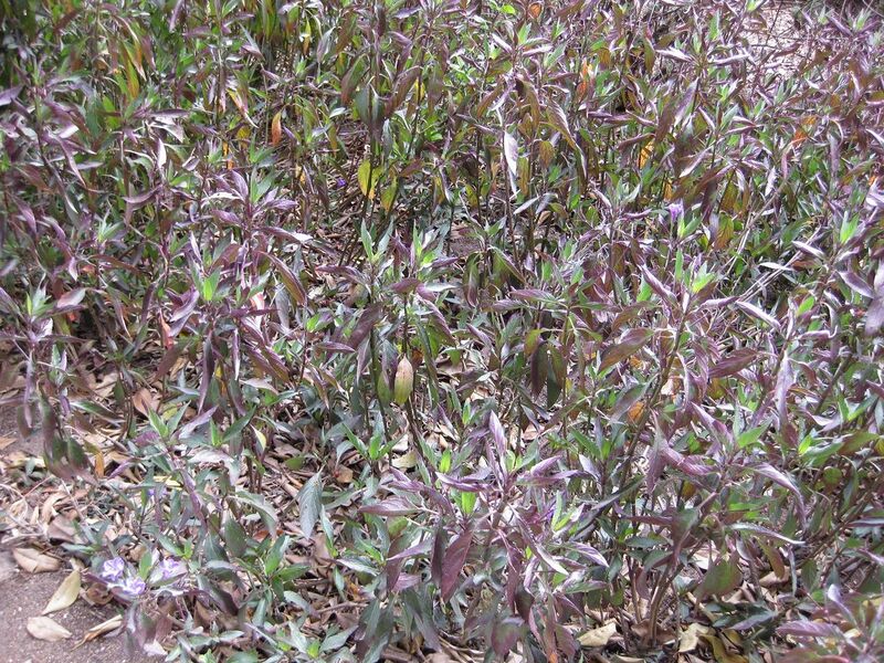 File:1280px-IMG 4948 hunt0904.jpg