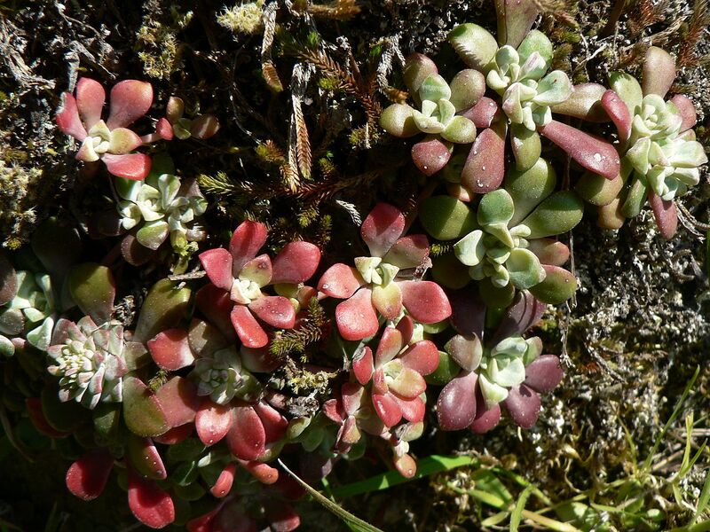 File:1280px-Sedum spathulifolium 37831.JPG