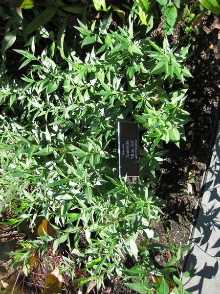 File:576px-IMG 0064 nybg09.jpg