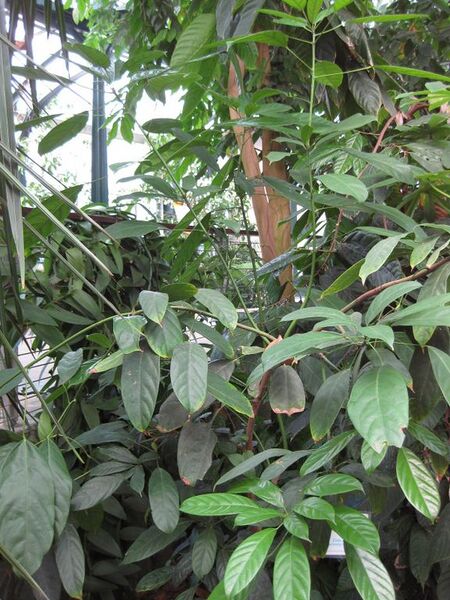 File:576px-IMG 1696 hunt09oct.jpg