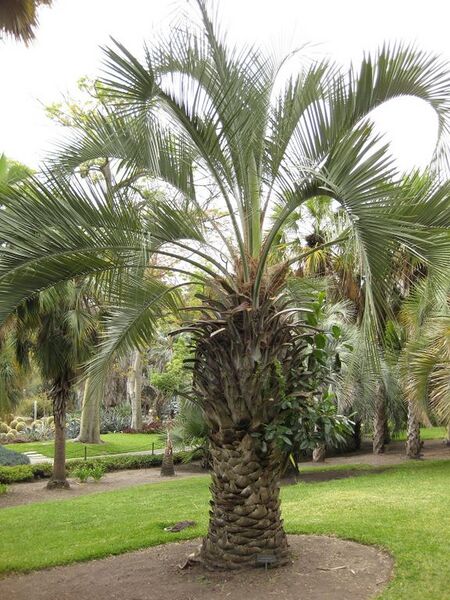 File:576px-IMG 4072 hunt0904.jpg