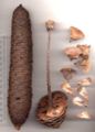 Intact and disintegrated fir cones