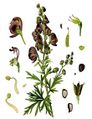 19th century illustration