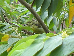 F. jangomas
