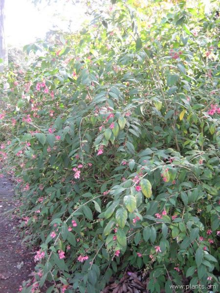 File:Cestrum elegans-smithii-IMG 7373 sfbg0308.jpg