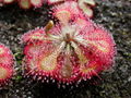 Thumbnail for version as of 15:55, 1 March 2009