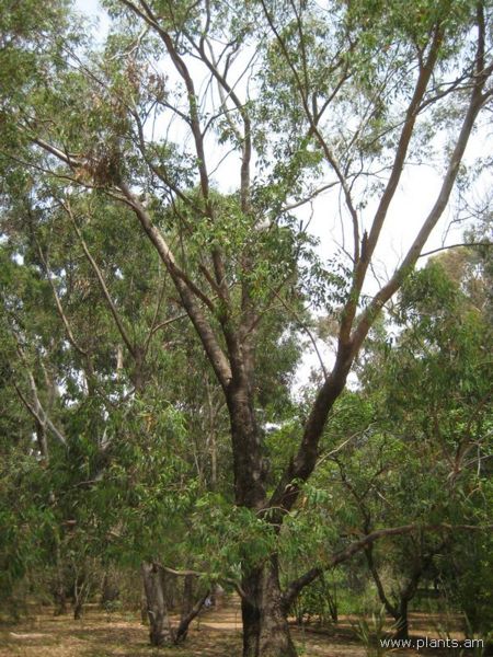 File:Eucalyptus rudis-IMG 3159 lokrun.jpg