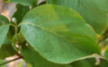 Leaf closeup of C. florida 'Appalacian Spring'