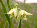 Thumbnail for version as of 22:14, 9 October 2008