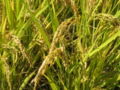 Thumbnail for version as of 07:33, 14 July 2007