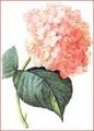 Hydrangea sp. painted by the botanical artist Redouté