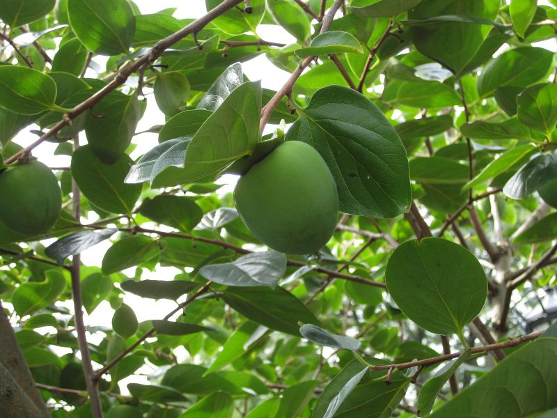 File:IMG 0811 bbg09.jpg