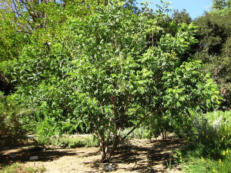 File:IMG 2054 hunt09oct.jpg