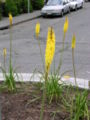 Yellow Kniphofia