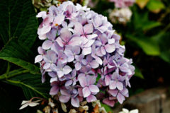 Hydrangea macrophylla