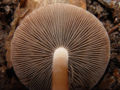 Panaeolus subbalteatus