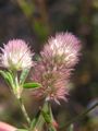Trifolium arvense