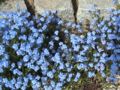 Myosotis Forget-me-not