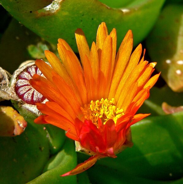 File:1020px-Glottiphyllum linguiforme 5.jpg