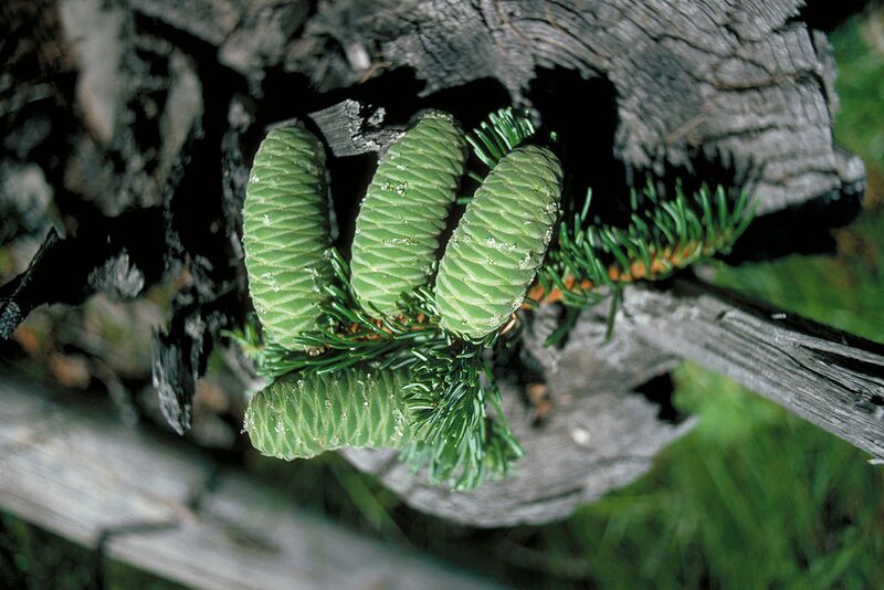 File:1024px-Abies grandis cones.jpg