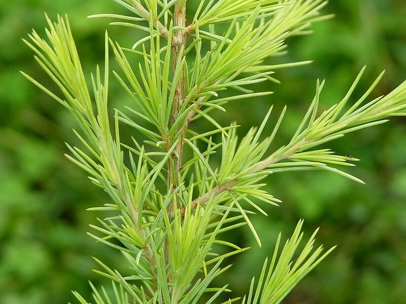 File:1024px-Deodar Cedar Cedrus deodara 'Gold Cone' Needle Closeup 3264px.jpg