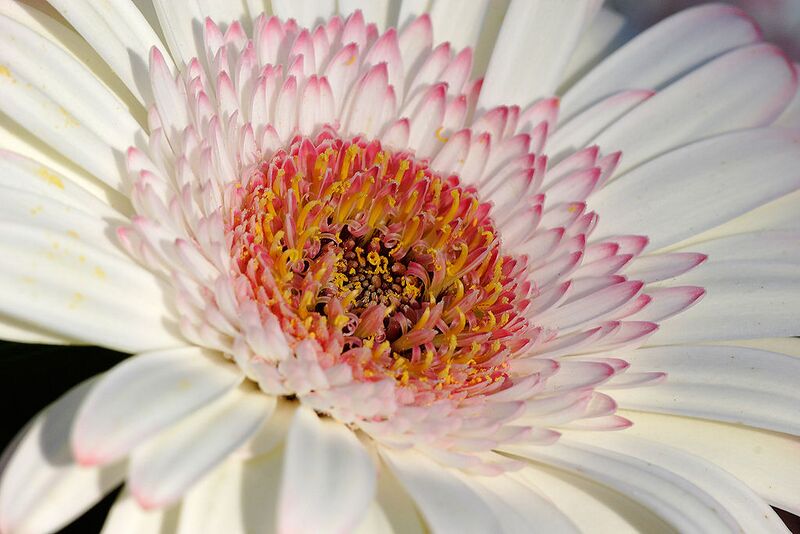 File:1024px-Gerbera bloom closeup02.jpg
