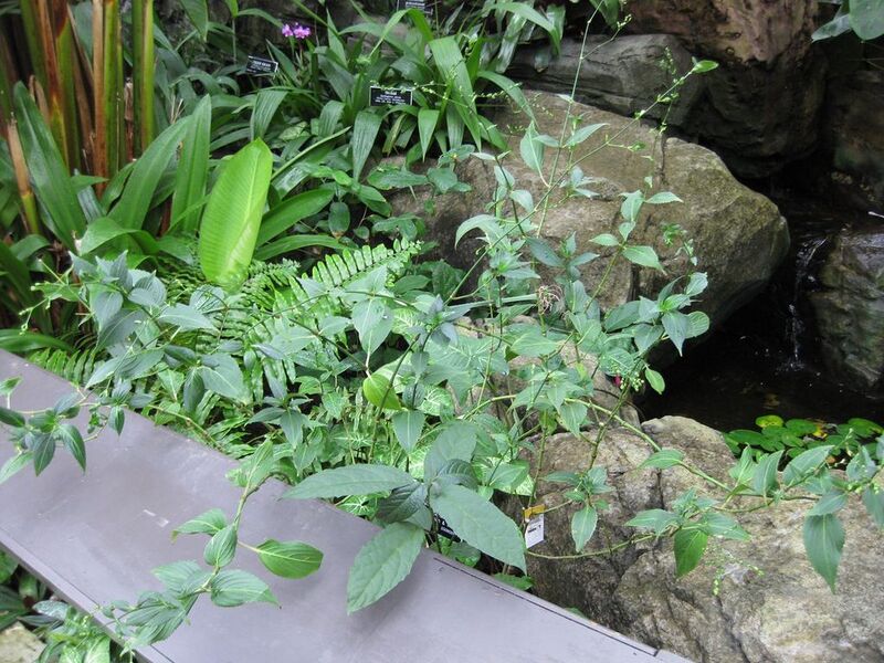 File:1024px-IMG 0936 bbg09.jpg