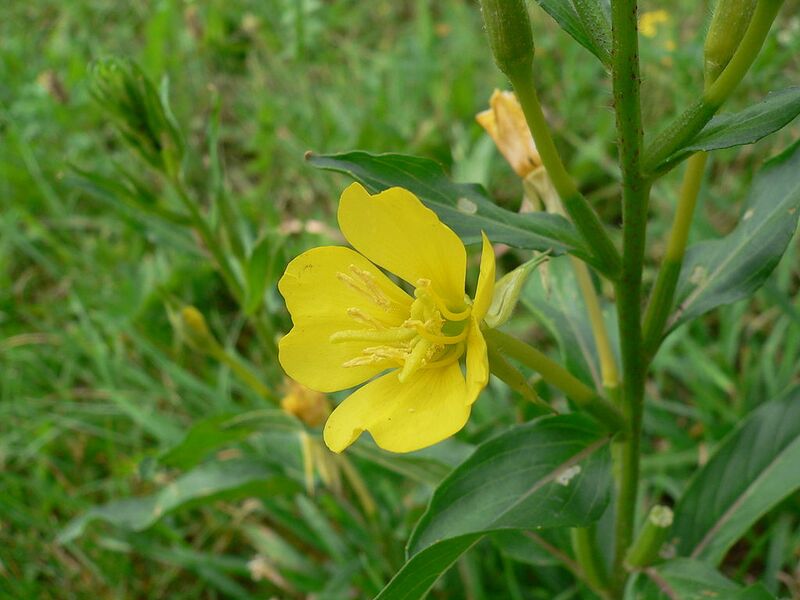 File:1024px-Oenothera biennis 20050825 922.jpg