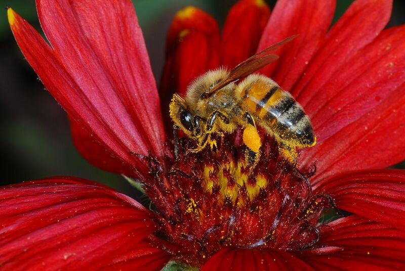 File:1280px-Gaillardia sp. 01 Pengo.jpg