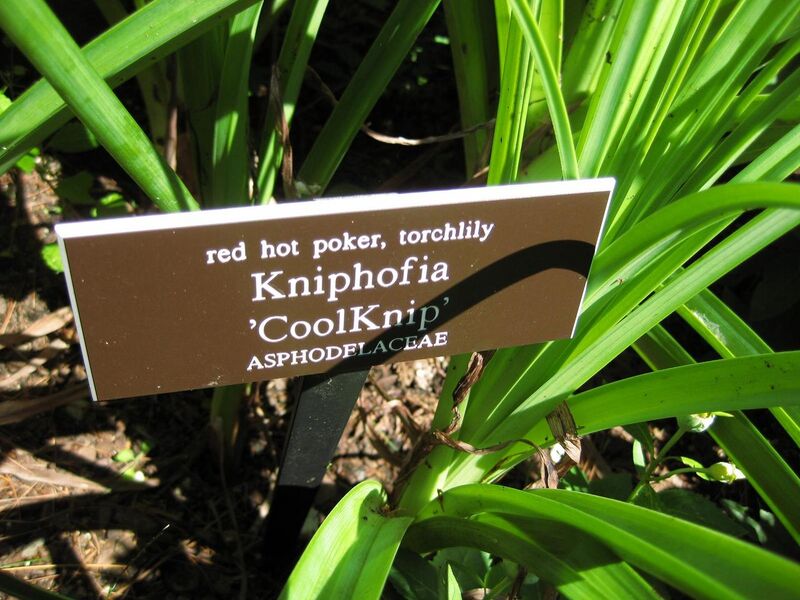 File:1280px-IMG 0232 nybg09.jpg