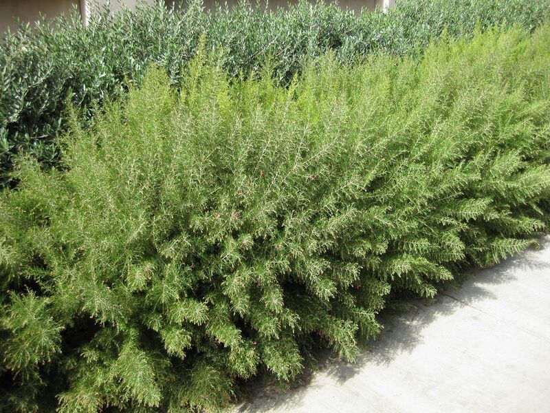 File:1280px-IMG 2314 ucla09.jpg