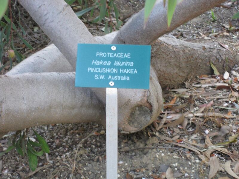 File:1280px-IMG 2748 ucla09.jpg