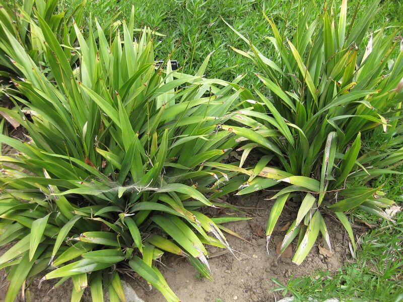 File:1280px-IMG 4742 hunt0904.jpg