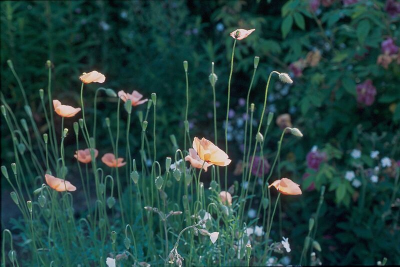 File:1280px-Papaver dubium L.jpg